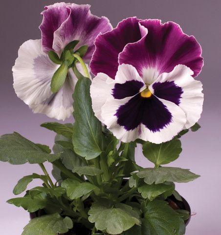 S2534 Виола крупноцветковая Cello White Rose Wing 5шт.
