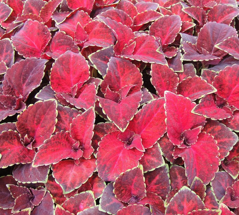 S3913 Колеус Wizard Velvet Red 10шт.