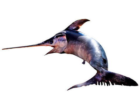 Рыба меч охлажденная~30кг