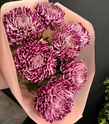 Монобукет из 7 винных хризантем бигуди