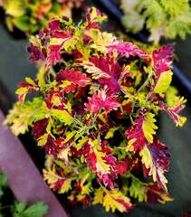 Golden Spark Тай колеус КСР