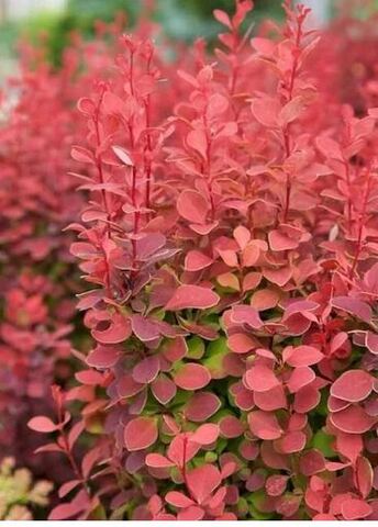 Барбарис Тунберга Ред Карпет