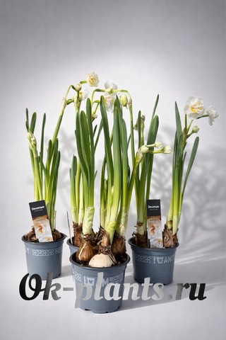 Нарцисс Бридал Краун