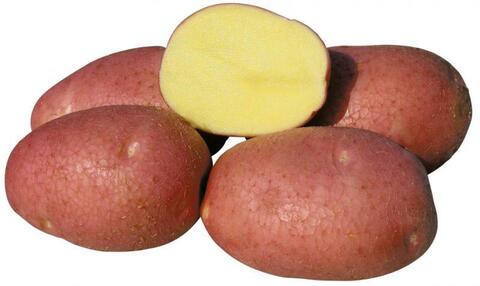 Беллароза картофель фото