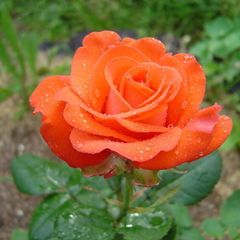 Роза чайно-гибридная Голд Перл 