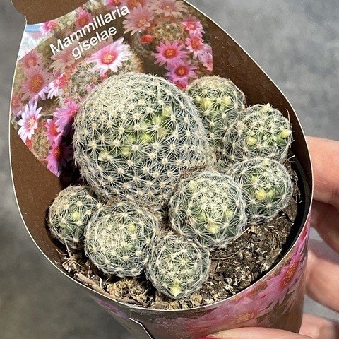 Маммиллярия Шиде Гиселае d7