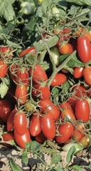 Семена Томат Стерлядь F1, высота 80-150 см, масса 150 гр, 5 сем.