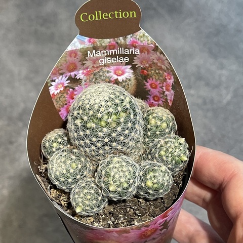 Маммиллярия Шиде Гиселае d7