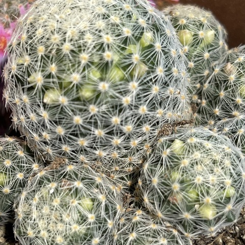 Маммиллярия Шиде Гиселае d7