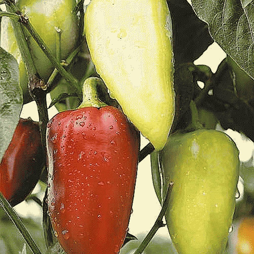 перец сладкий белозерка. семена перец сладкий "белозерка". перец белозерка. перец белозерка. белозерка перец сладкий.