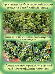 Полезные и красивые