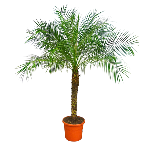 Финик Робелена