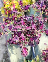 August Dew Тай колеус КСР