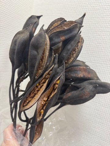 Брахихитон плоды дерева счастья на стебле Крупный