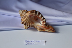 Циматиум перри (Cymatium perryi) 11 см., 1шт.