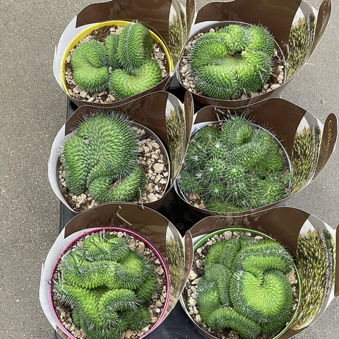 МАММИЛЛЯРИЯ СПИНОЗИССИМА УН ПИКО КРИСТАТА D15 (Закрученная)