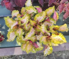 Летний ветерок UO колеус