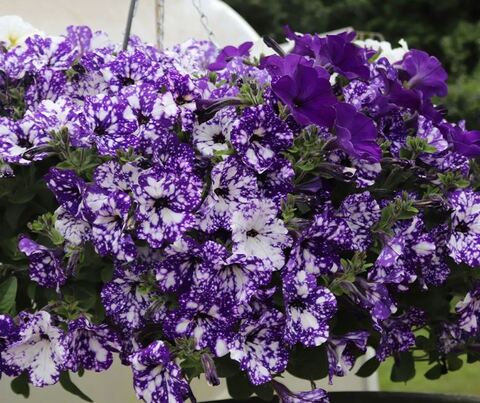 Петуния Startunia Blue