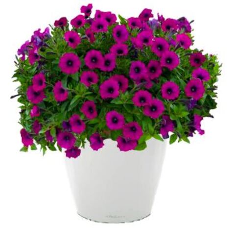 Петуния Littletunia Shiraz