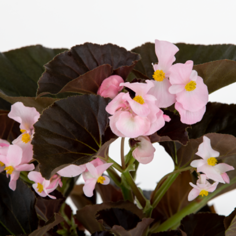 S2233 Бегония вечноцветущая  Stonehedge Light Pink Bronze Leaf 3 шт.