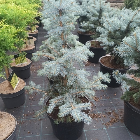 Ель pungens Blue Diamond