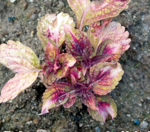 Красный дракон колеус