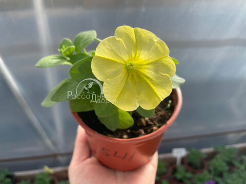 Петуния Капелла Хелло Саншайн