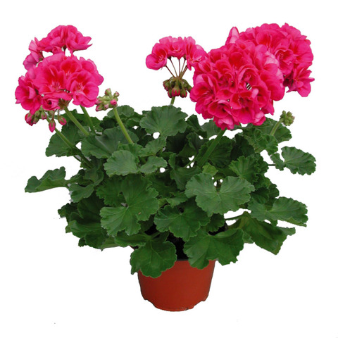 2818 Пеларгония зональная PAC FLOWER FAIRY BERRY         (Весна 2026)