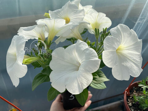 Петуния Каскадиас Айсберг