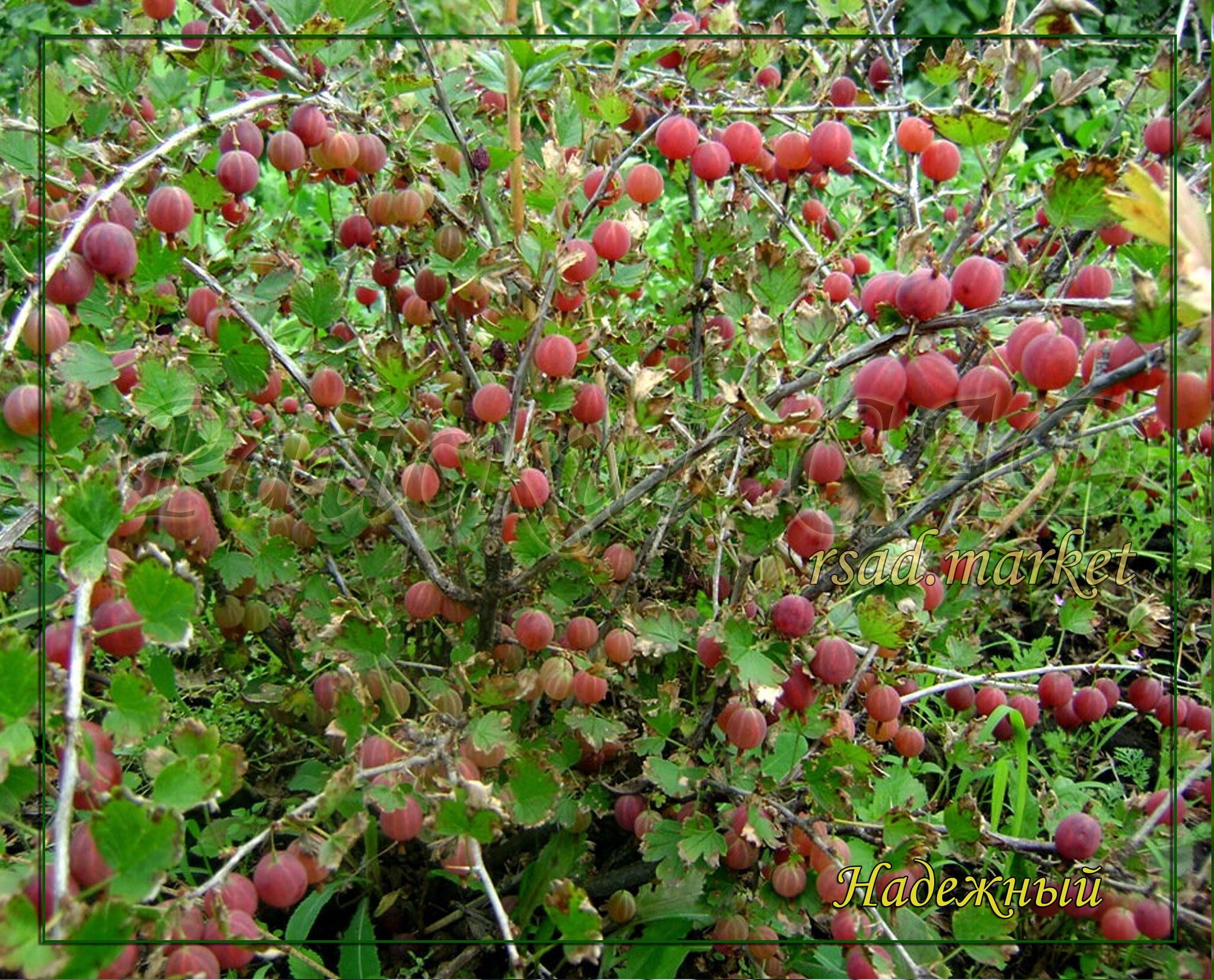 Куст крыжовника. Крыжовник Сириус куст. Крыжовник бесшипный Сириус. Крыжовник сорт Сириус. Сорт Тясмин крыжовника.