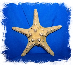 Филиппинская Морская Звезда 17 - 20 см