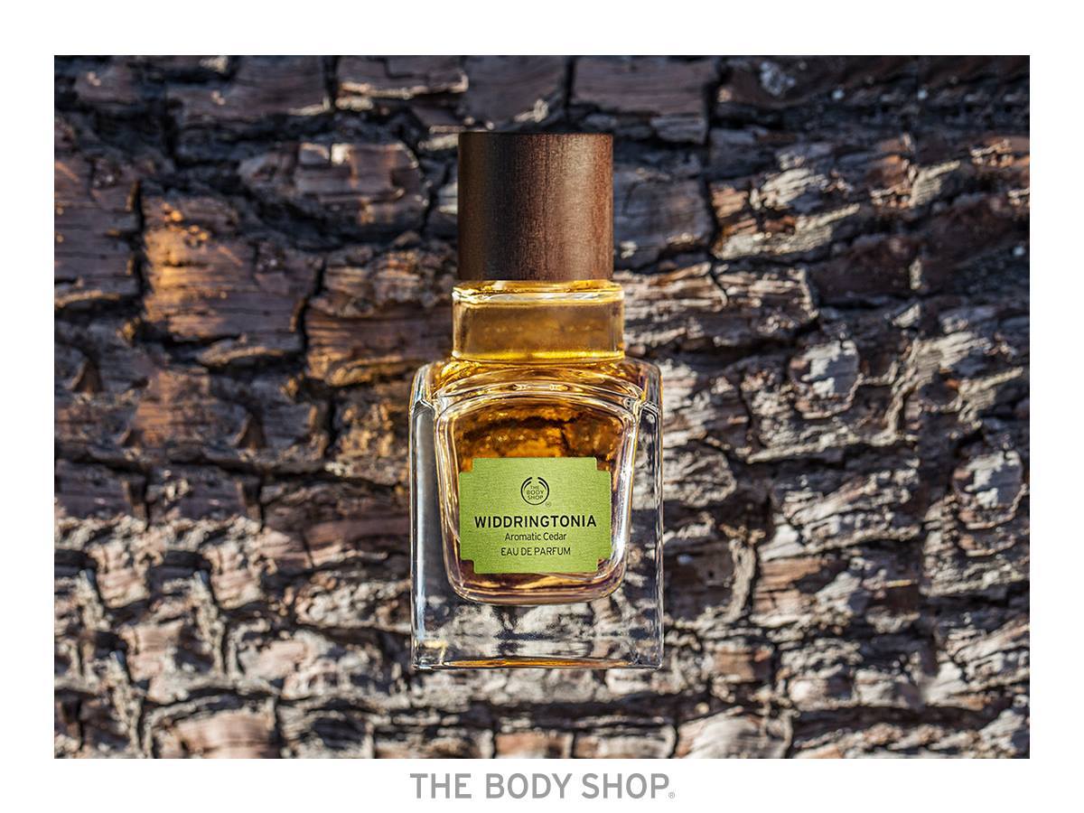 Widdringtonia body shop hot sale