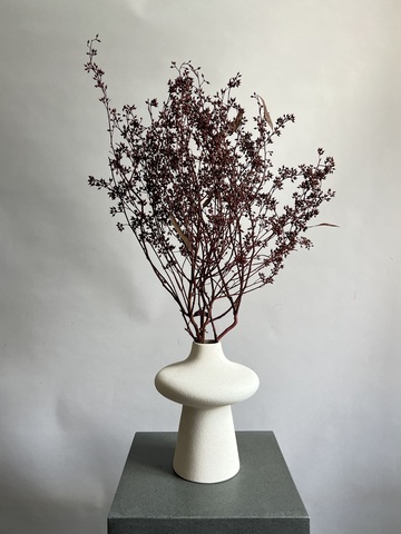 Плоды эвкалипта бордовые