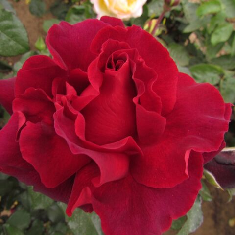 Лотс оф Лав(Lots of Love )