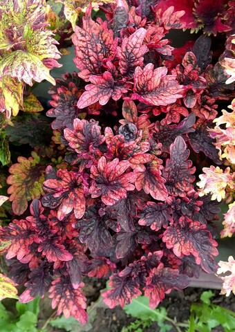 Happy Rose Тай колеус КСР