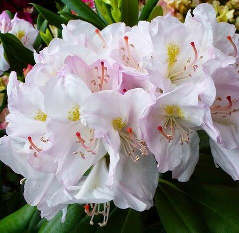 Рододендрон катевбинский Альбум