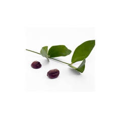 CDS. Органическое растительное масло жожоба - 100 мл