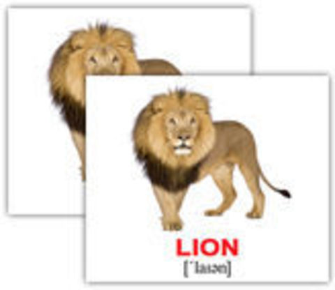 Линия слов лев. Карточки "Дикие животные". Карточки по английскому языку Лев. Лев карточка для детей. Карточка Lion на английском для детей.