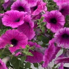 S57164 Петуния ампельная Pendolino Deep Violet Ice 5 шт.