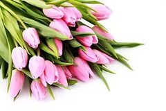 Тюльпаны розовые