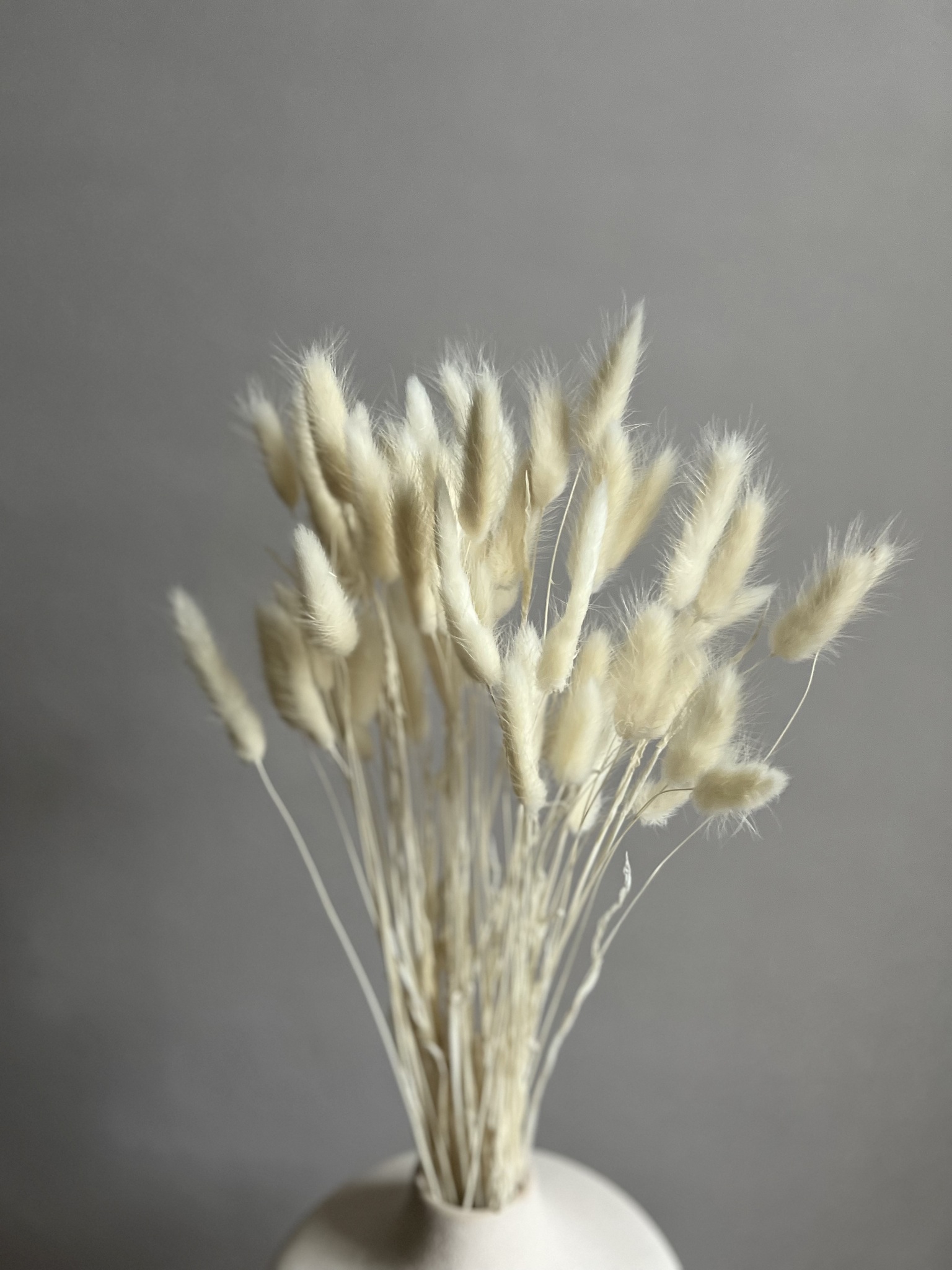 lagurus