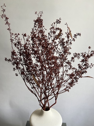 Плоды эвкалипта бордовые