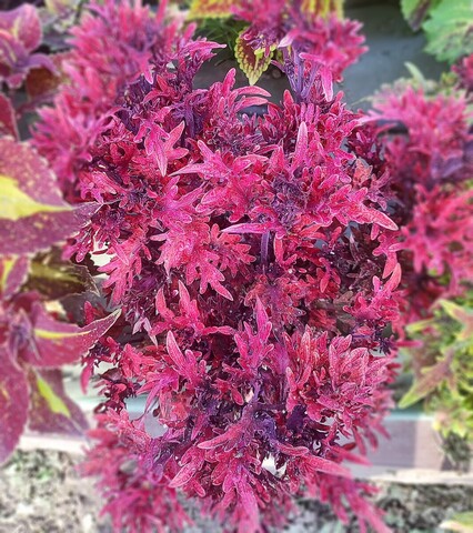 Golden Veil Тай колеус КСР