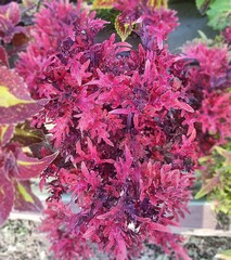 Golden Veil Тай колеус КСР