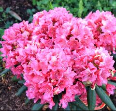 Рододендрон гибридный Ян III Собеский