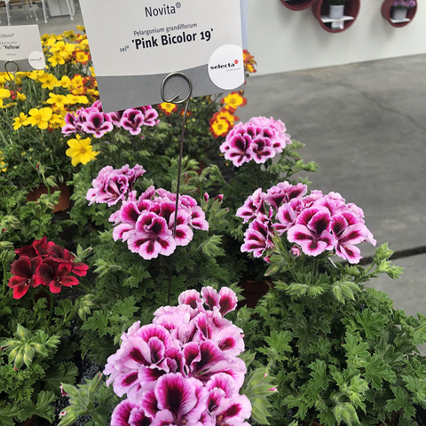 2907 Пеларгония королевская NOVITA PINK BICOLOR '19