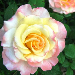Роза чайно-гибридная Акварель 