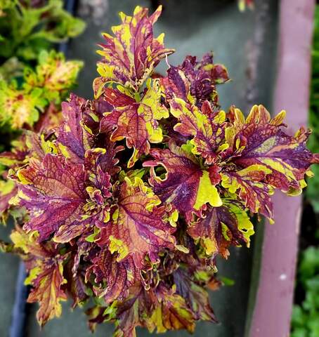 Freckles Rufles Тай колеус КСР