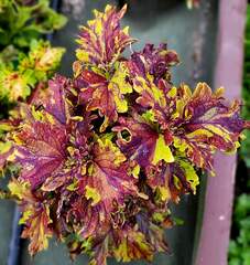 Freckles Rufles Тай колеус КСР