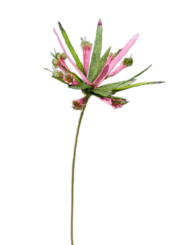 Веточка рябчика императорского 20х53см ChristmasDeLuxe розовый